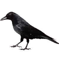 Crow PNG Category