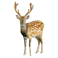 Deer PNG Category