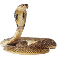 Anaconda PNG Category