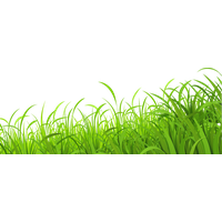 Plant PNG Category