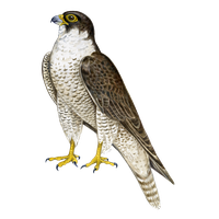 Falcon PNG Category