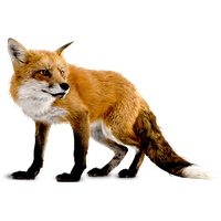 Fox PNG Category