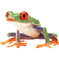 Frog PNG Category