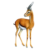 Gazelle PNG Category