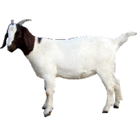 Goat PNG Category