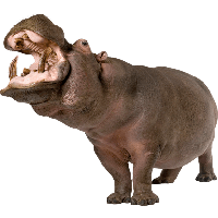 Hippopotamus PNG Category