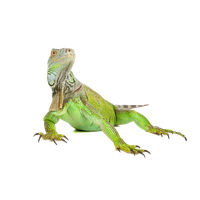 Iguana PNG Category