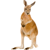 Kangaroo PNG Category