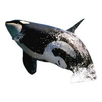 Killer Whale PNG Category