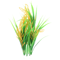 Rice PNG Category