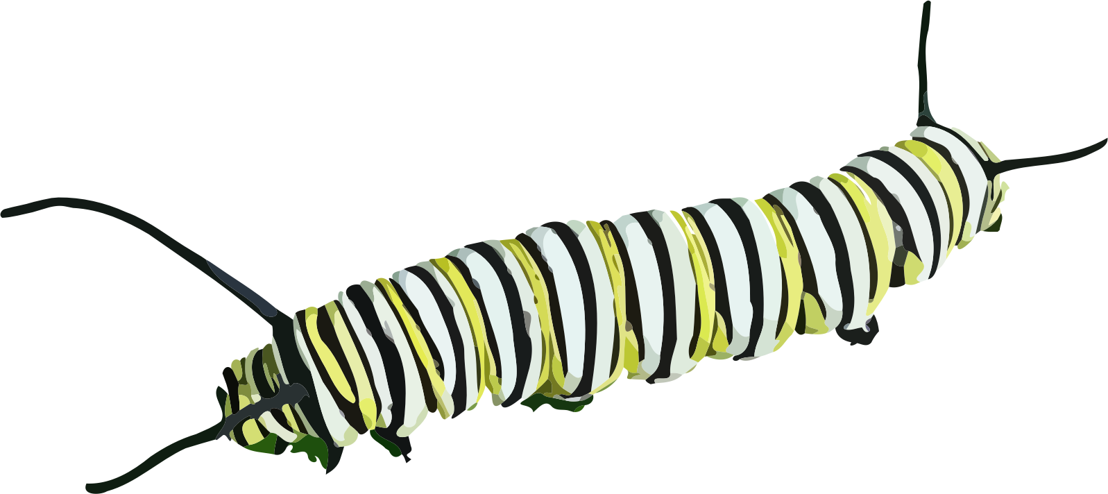 Caterpillar Png File Transparent PNG Image