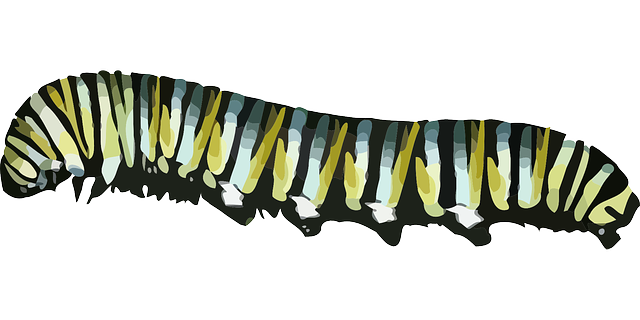 Caterpillar Png Picture Transparent PNG Image