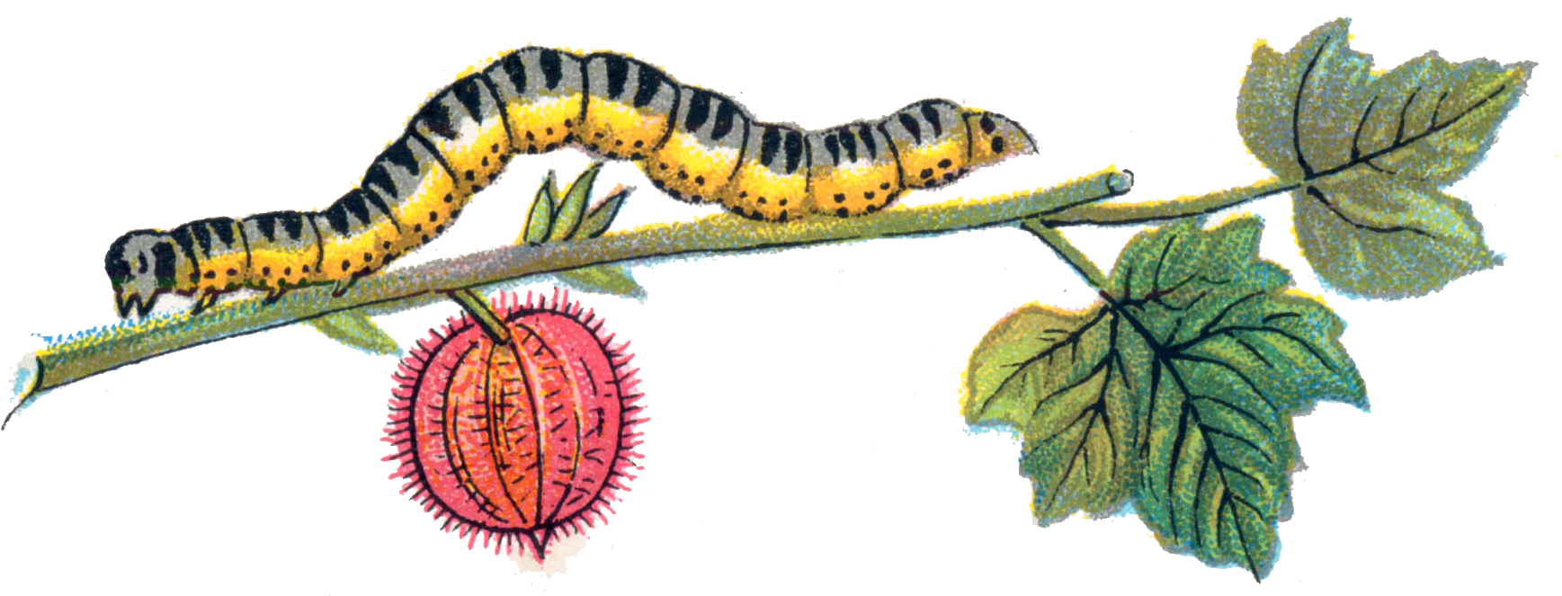 Caterpillar Picture Transparent PNG Image