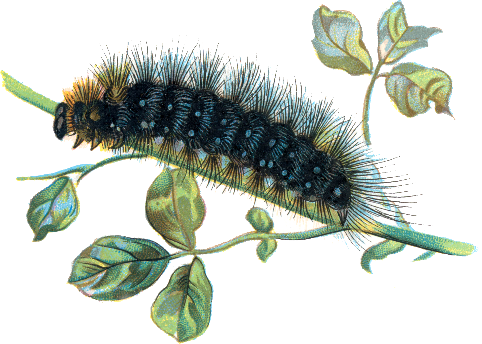 Caterpillar Png Transparent PNG Image