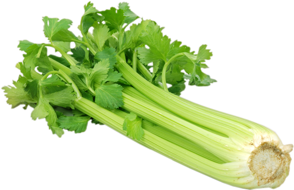 Celery Fresh Green PNG Image High Quality Transparent PNG Image