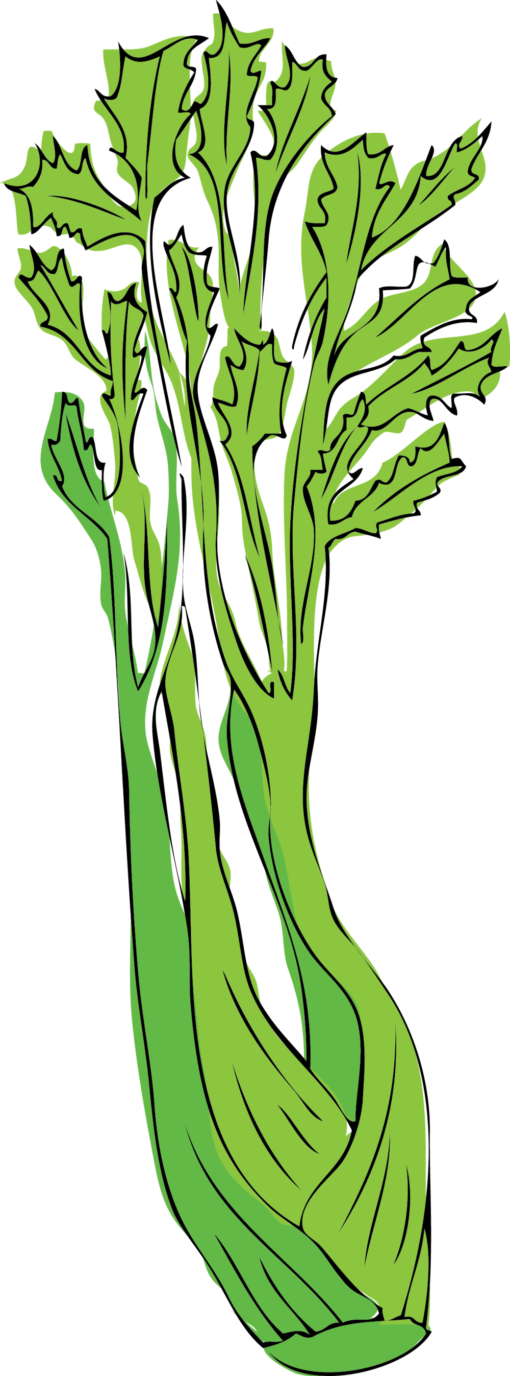 Celery Fresh Green Photos Free HQ Image Transparent PNG Image