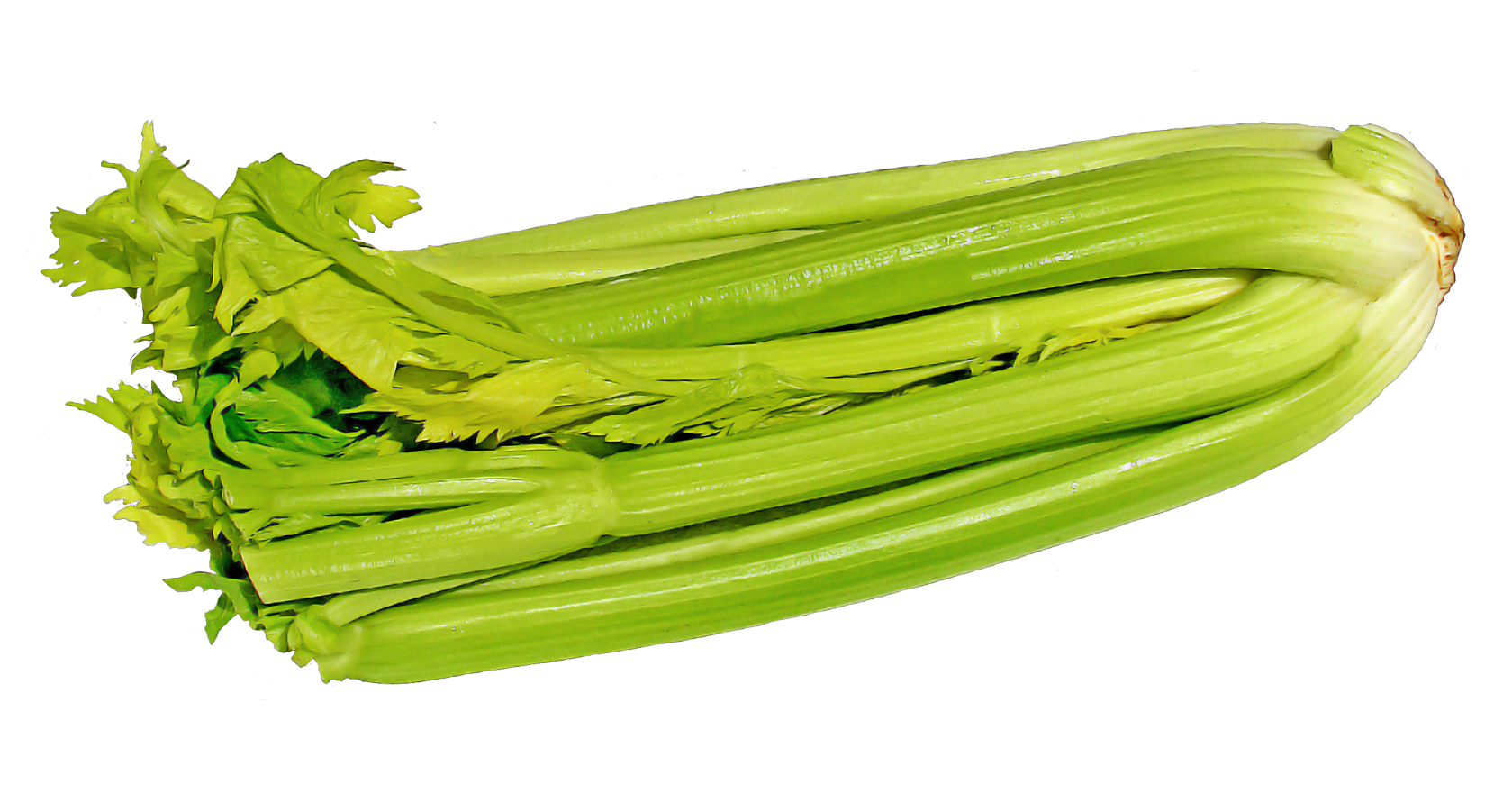 Celery Fresh Green Free HQ Image Transparent PNG Image