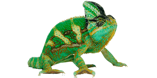 Chameleon Transparent Picture Transparent PNG Image