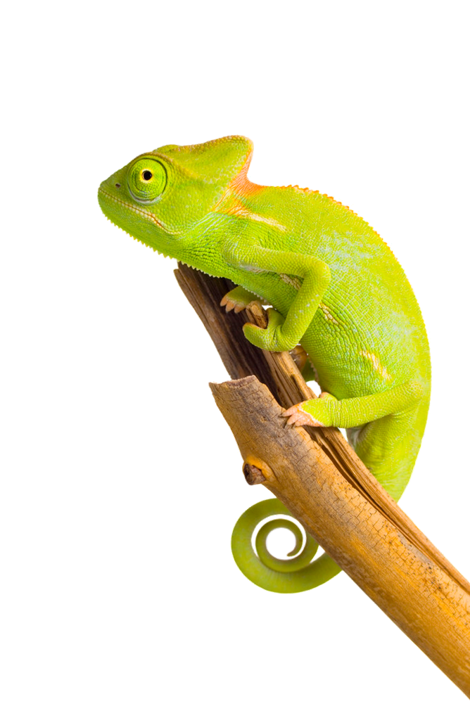 Chameleon Image Transparent PNG Image