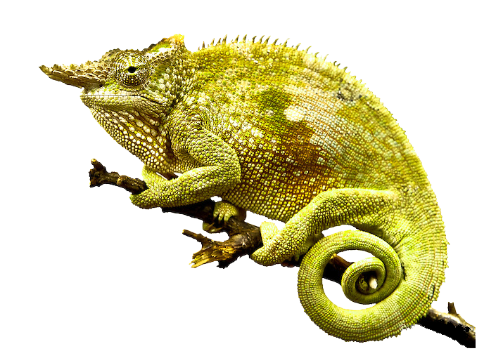 Chameleon Photo Transparent PNG Image