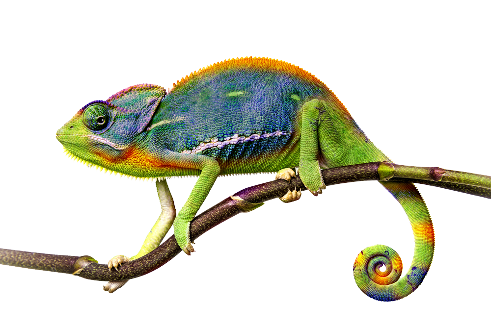 Chameleon File Transparent PNG Image