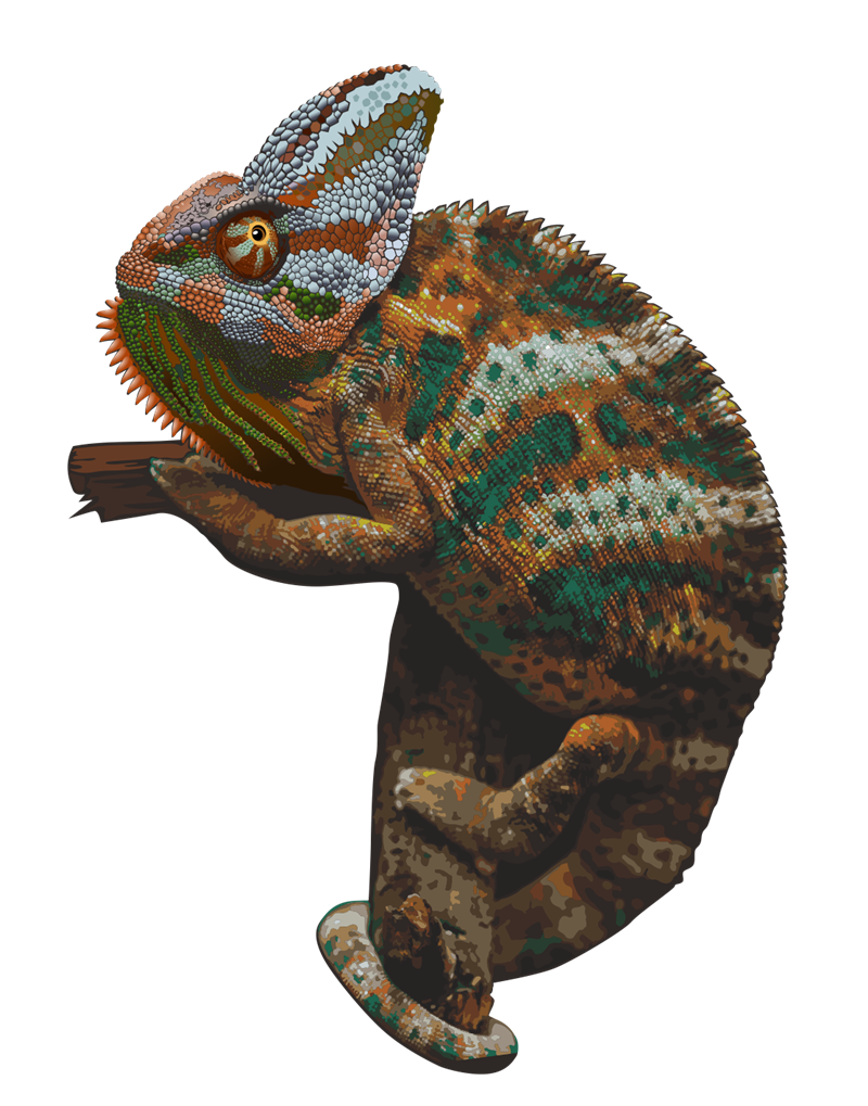 Chameleon Picture Transparent PNG Image