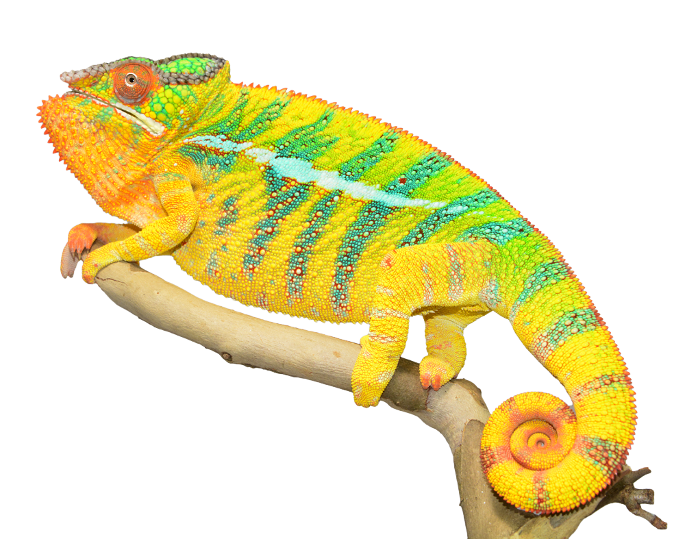 Chameleon Photos Transparent PNG Image