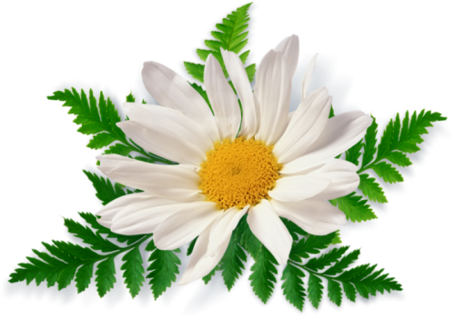 Camomile Free Download Png Transparent PNG Image