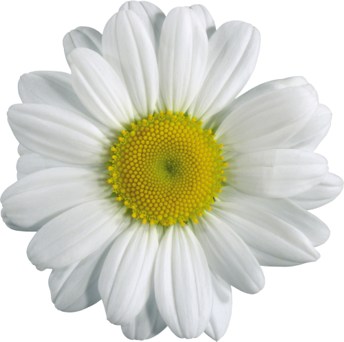 Camomile Png Transparent PNG Image