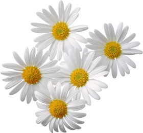 Camomile Png Clipart Transparent PNG Image