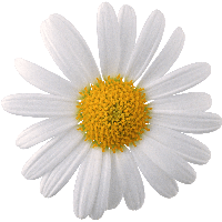 Camomile Transparent PNG Image