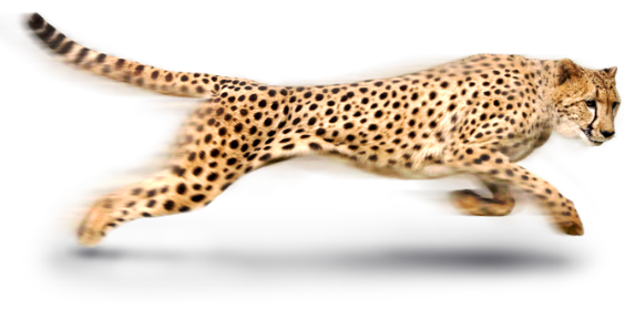 Cheetah Png Image Transparent PNG Image