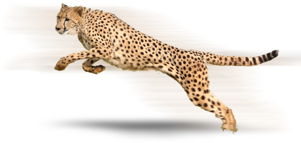 Cheetah High-Quality Png Transparent PNG Image