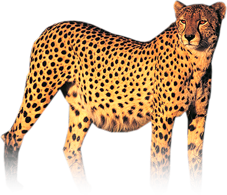 Cheetah Png Hd Transparent PNG Image