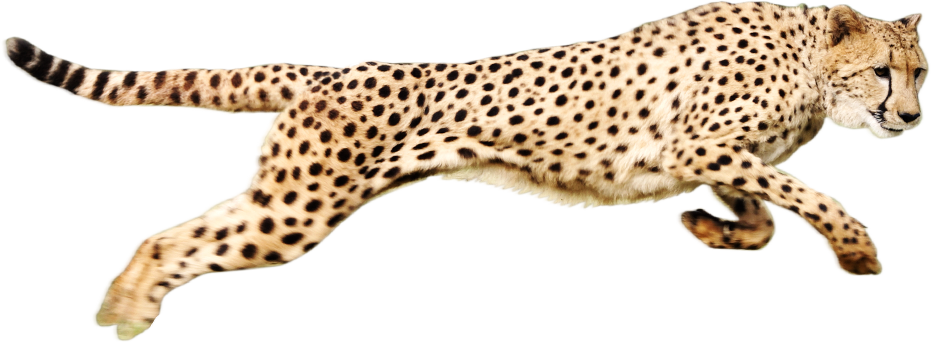 Cheetah Download Png Transparent PNG Image