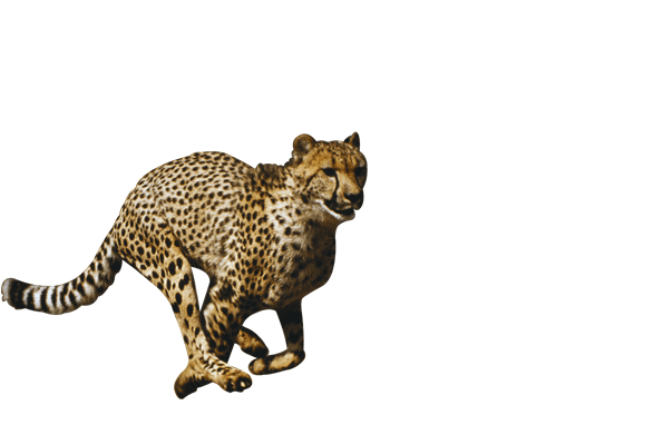 Cheetah File Transparent PNG Image