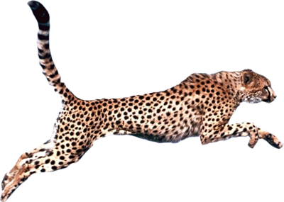 Cheetah Transparent PNG Image