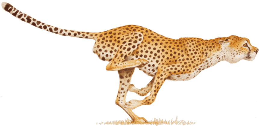 Cheetah Image Transparent PNG Image