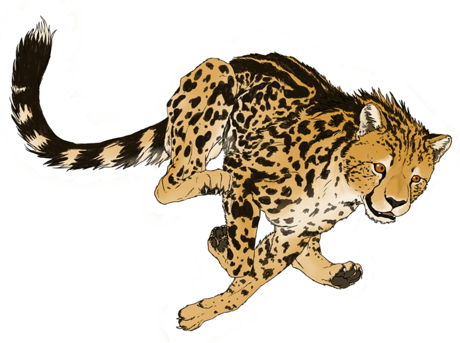 Cheetah Transparent Picture Transparent PNG Image