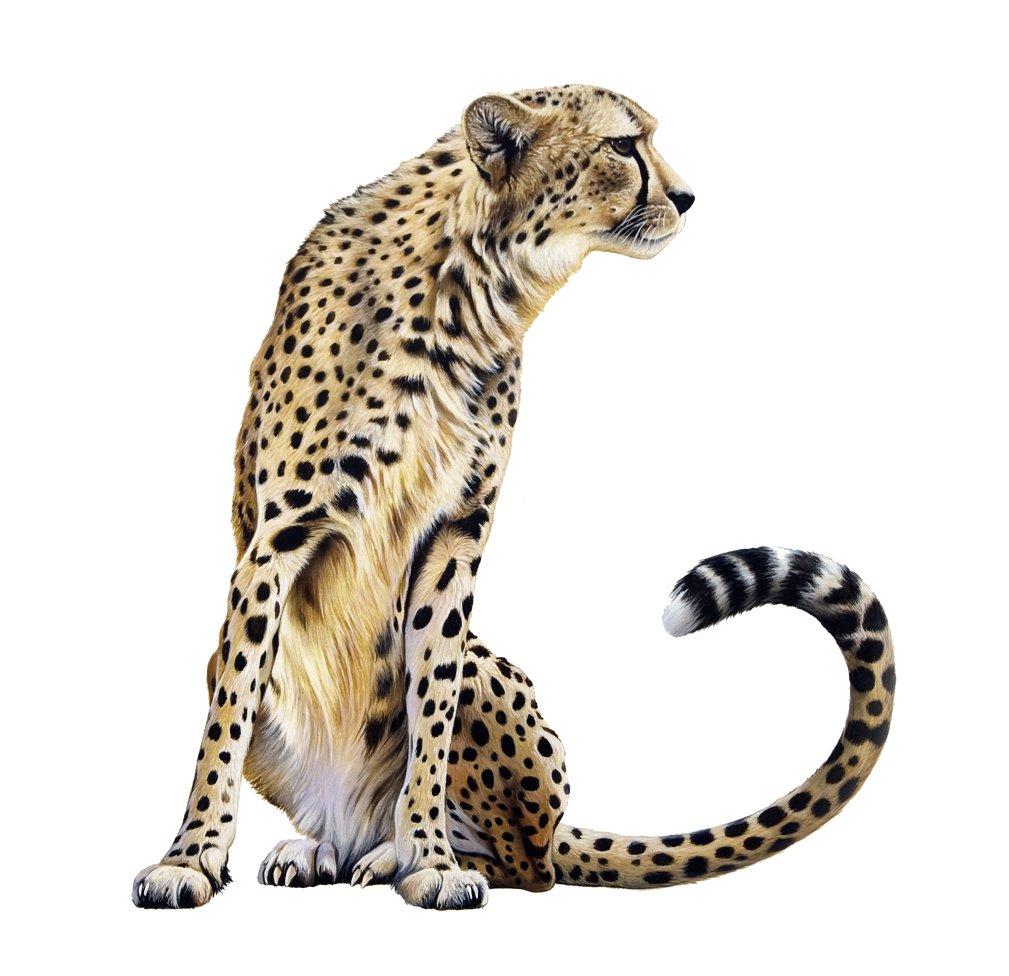 Cheetah Transparent Transparent PNG Image