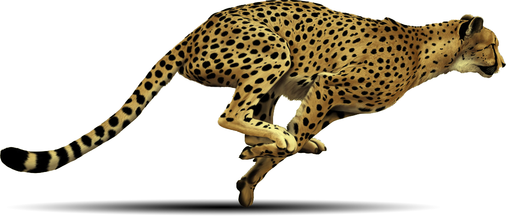 Cheetah Free Png Image Transparent PNG Image