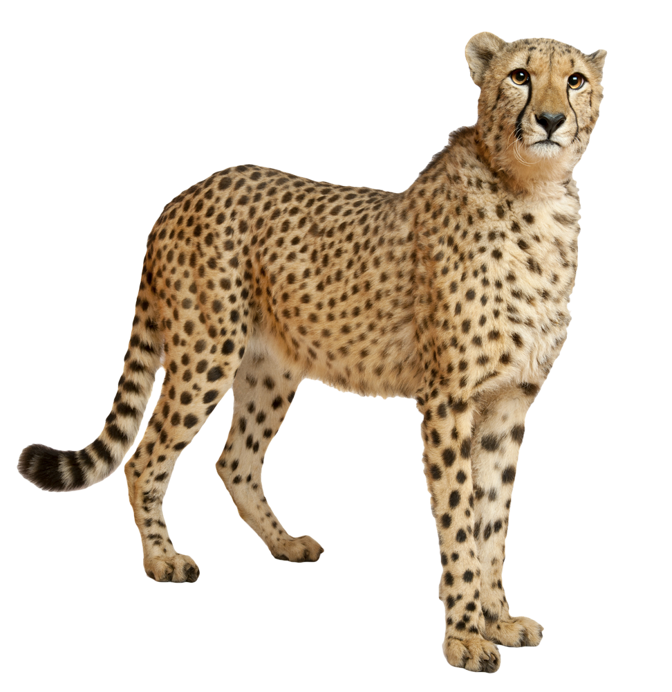 Cheetah Png File Transparent PNG Image