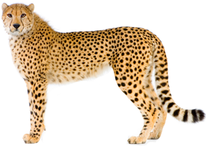 Cheetah Picture Transparent PNG Image