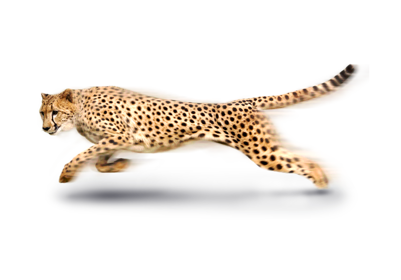 Wildlife Big Africa Leopard Cats African Cheetah Transparent PNG Image