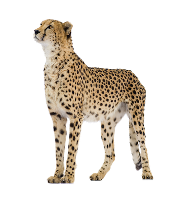 Cheetah Png Clipart Transparent PNG Image