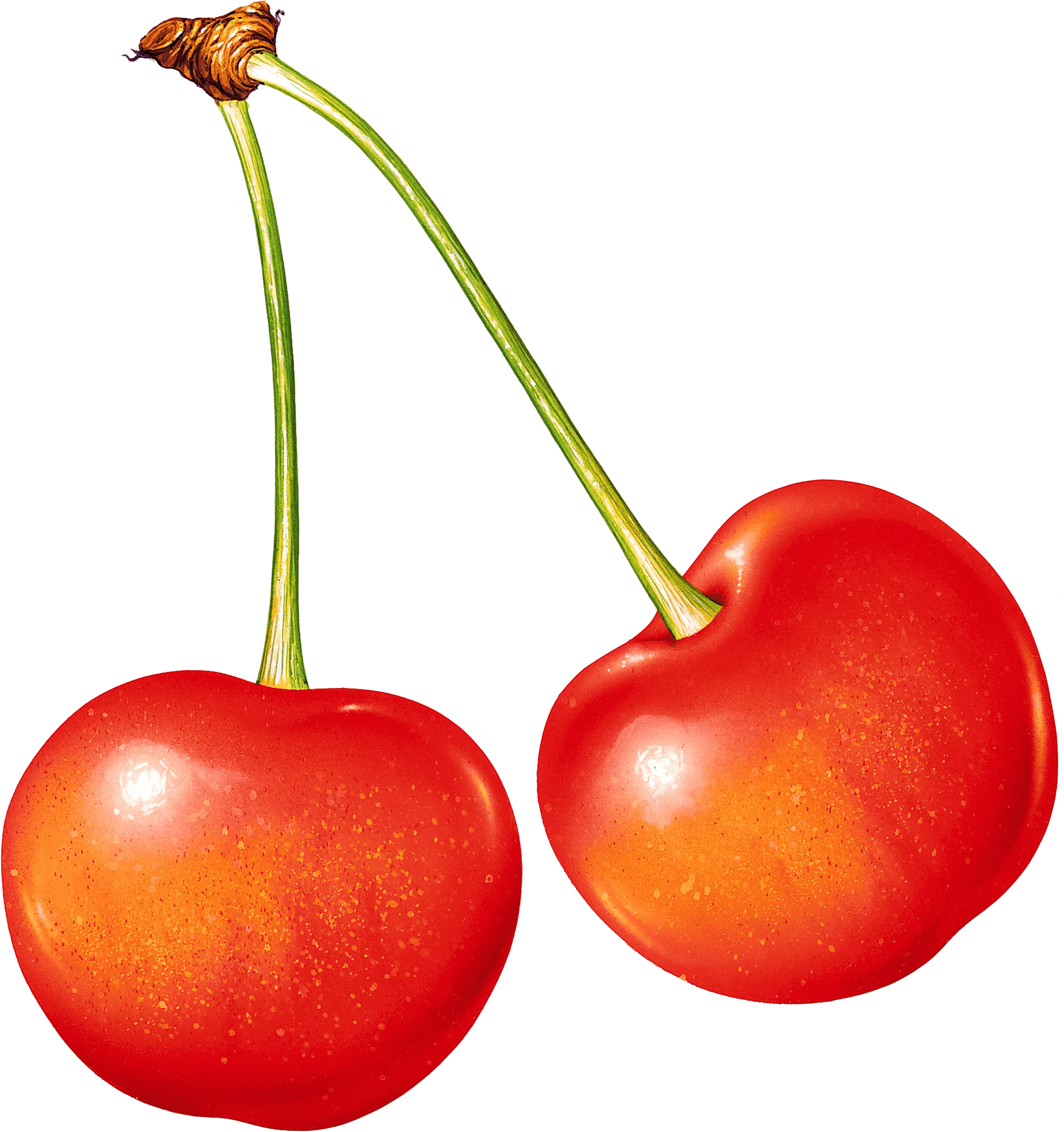 Cherry Png Image Transparent PNG Image