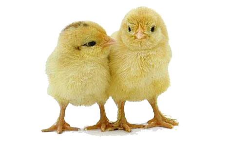 Baby Chicken Photos Transparent PNG Image