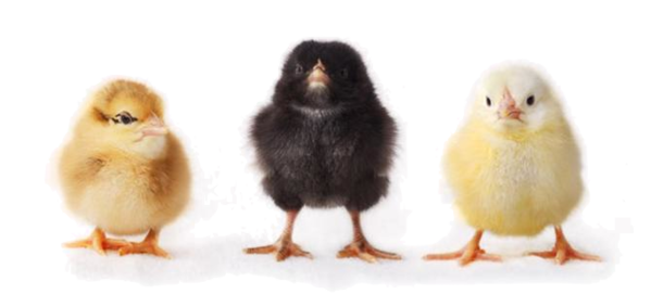 Baby Chicken File Transparent PNG Image