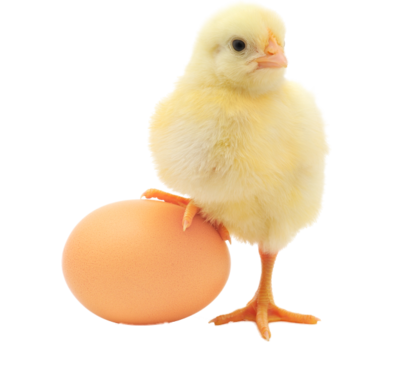 Baby Chicken Transparent Image Transparent PNG Image