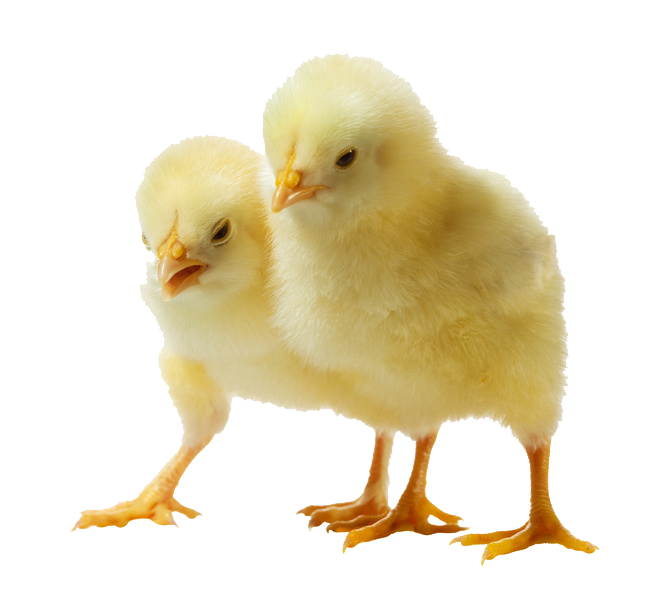 Baby Chicken Clipart Transparent PNG Image